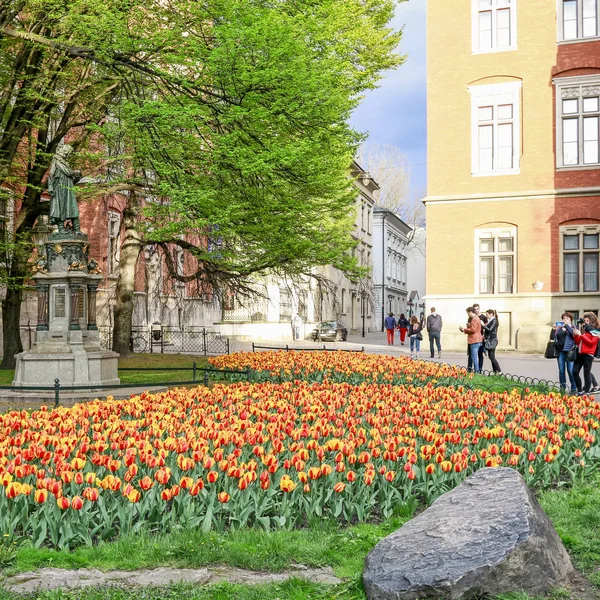 Krakov, Polsko - 17. dubna 2016: Pole tulipánů ve městě ce — Stock fotografie