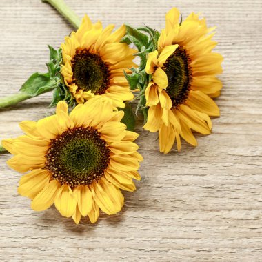 ahşap arka planda ayçiçekleri.