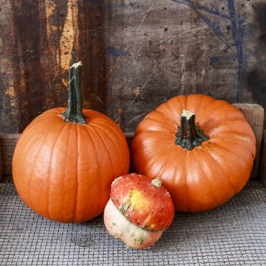 Rustik ahşap masada büyük turuncu kabaklar. 