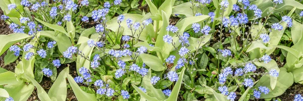 Feld des Vergessens mich nicht Blumen. — Stockfoto