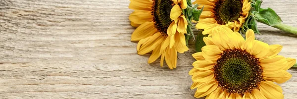 Sunflowers on wooden background. — Stock Photo, Image