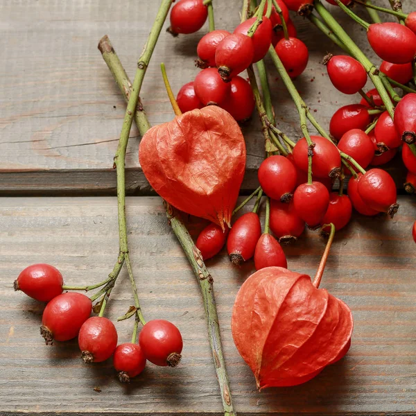 Rosa canina ramoscelli (rosa canina) su sfondo di legno — Foto Stock