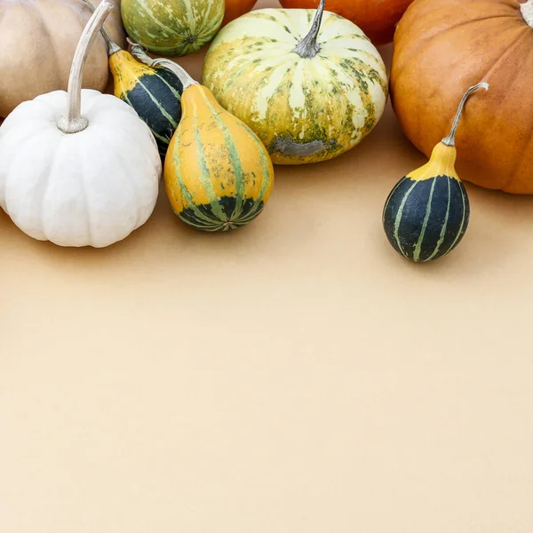 Fundo de abóbora. Outono decoração sazonal . — Fotografia de Stock