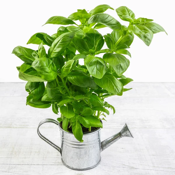 Basil plant in silver watering can - conceptual picture. — Stock Photo, Image