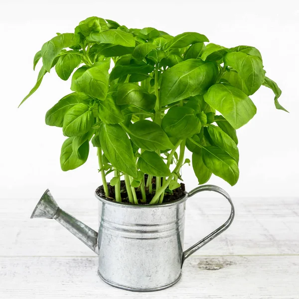 Planta de manjericão em lata de rega de prata - quadro conceitual . — Fotografia de Stock