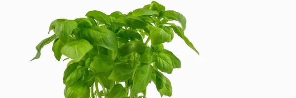 Basil plant on wooden table - detail. — Stock Photo, Image