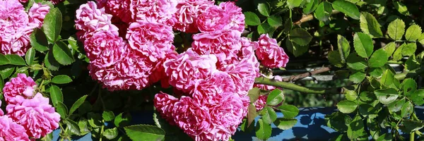 Rose bush in the garden. — Stock Photo, Image