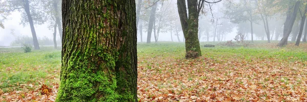 Misty höst Park, vacker oktober morgon. — Stockfoto
