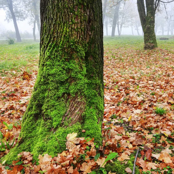 Misty höst Park, vacker oktober morgon. — Stockfoto