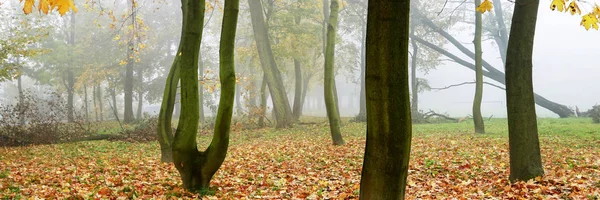 Misty parc d'automne, belle matinée d'octobre . — Photo
