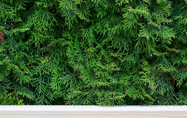 Thuja occidentalis verde (cedro bianco) sfondo . — Foto Stock