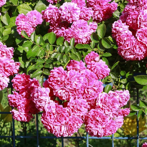 Roseira arbusto no jardim. — Fotografia de Stock