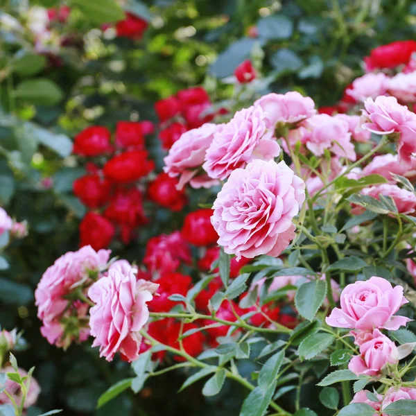 Rosenstrauch im Garten. — Stockfoto