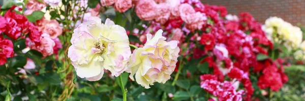 Rosas en el jardín. —  Fotos de Stock