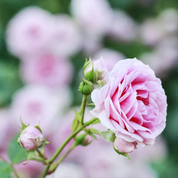 花园里的玫瑰花丛. — 图库照片