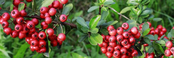 Czerwone jagody (cotoneaster horizontalis) w ogrodzie. — Zdjęcie stockowe