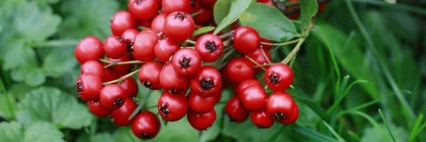 Rote Beeren (Cotoneaster horizontalis) im Garten. — Stockfoto