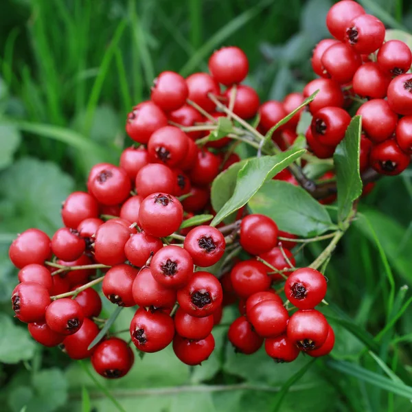정원에서 빨간 열매 (cotoneaster horizontalis). — 스톡 사진