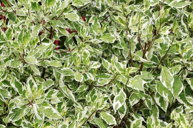 Bahçede Euonymus fortunei bitki. 