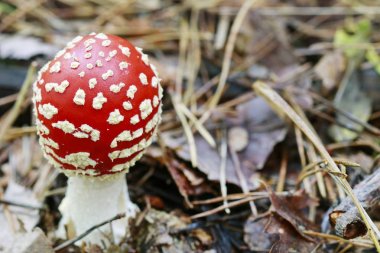 Ormanda kırmızı sinek agarik (Amanita Muscaria).