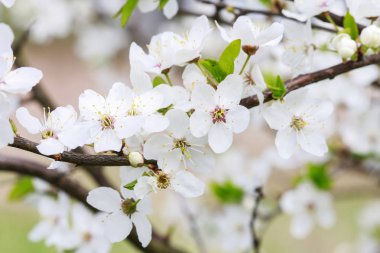 çiçek açan kiraz ağacı dalı