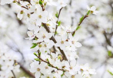 çiçek açan kiraz ağacı dalı
