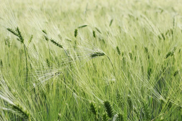 Campo dos cereais verdes . — Fotografia de Stock