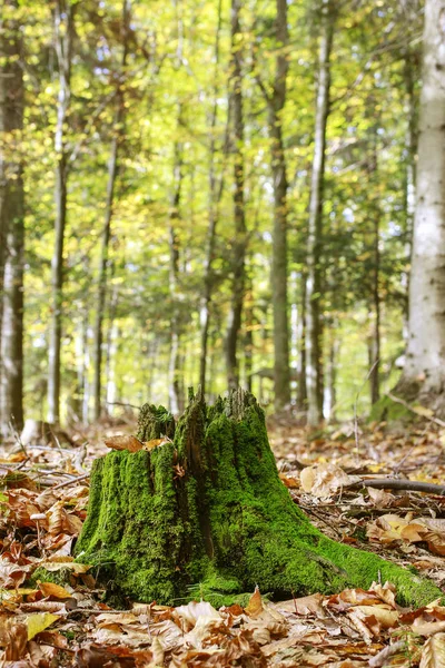 Mossy stammen i skogen. — Stockfoto