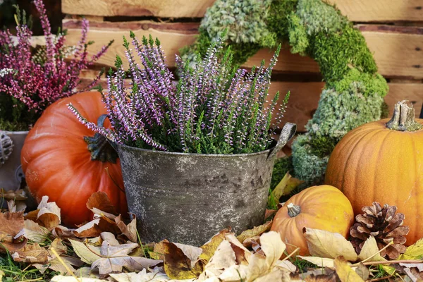 Decorações de outono com abóboras e urze (erica ). — Fotografia de Stock
