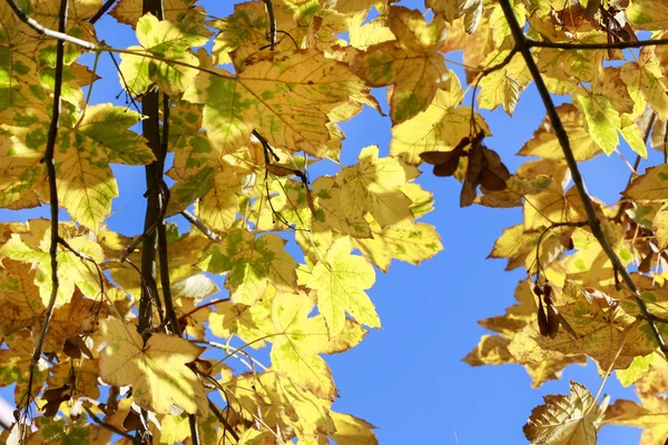 Pobočky se zlatými listy na podzim — Stock fotografie