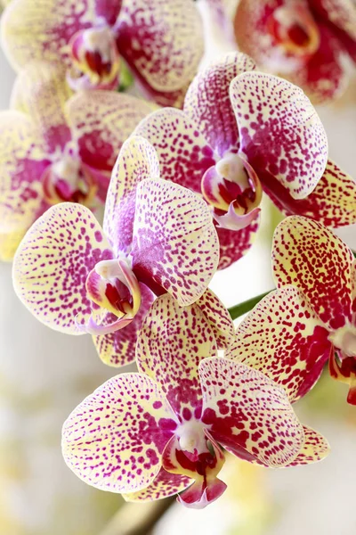 Roze en geel orchideebloemen. — Stockfoto