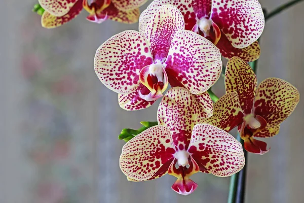 Flores de orquídea rosa y amarilla . — Foto de Stock