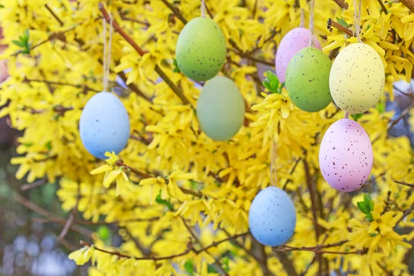 Colorate uova di Pasqua appese al arbusto forsizia in giardino — Foto Stock