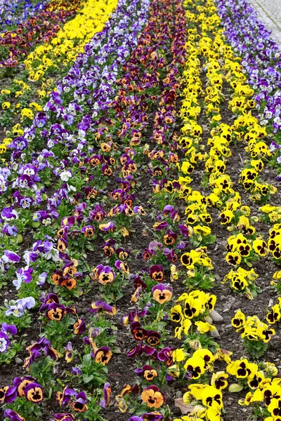Field with pansy flowers. — Stock Photo, Image