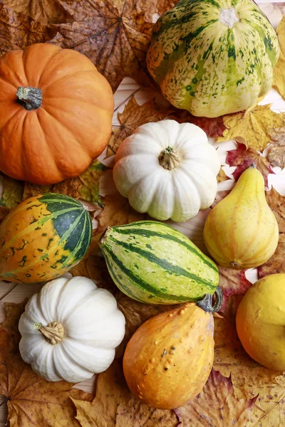 Pumpor och färgglada löv på trä bakgrund. — Stockfoto