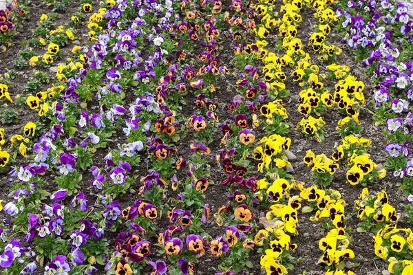 Field with pansy flowers. — Stock Photo, Image