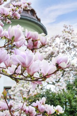 güzel Manolya çiçek