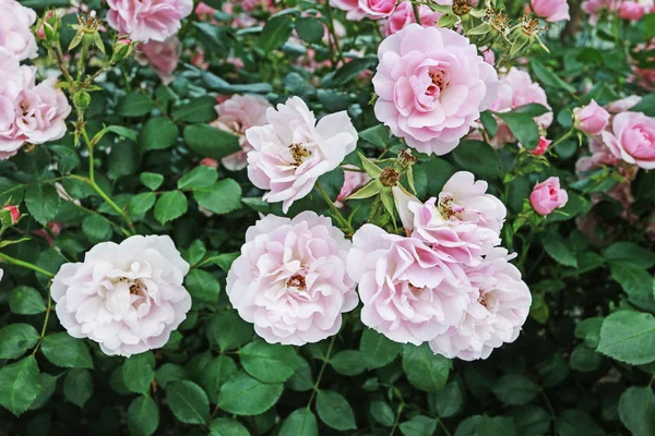 Bush van roze rozen in de tuin. — Stockfoto