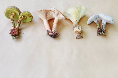 Mantar toplarken dikkatli olun - fikir. Yenilebilir ve zehirli m