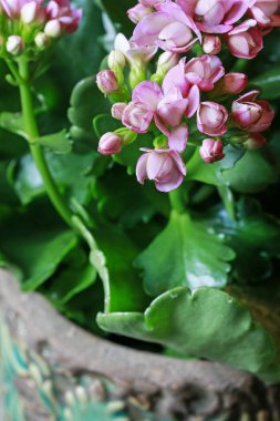 Kalanchoe blossfeldiana pembe bahar çiçekleri.