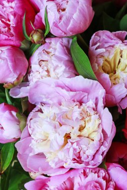 Pembe peonies arka plan.