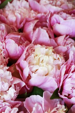 Pembe peonies arka plan.