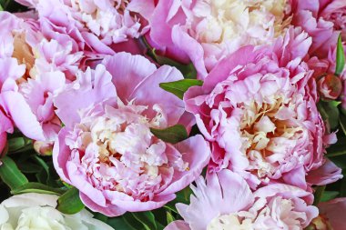 Pembe peonies arka plan.
