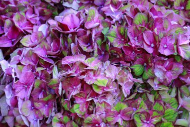 Pembe hortensia (ortanca) arka plan
