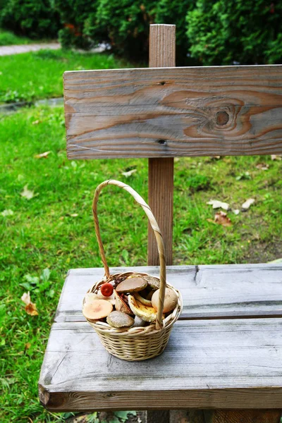 Vorsicht beim Pilzesammeln - Idee. essbar und giftig m — Stockfoto