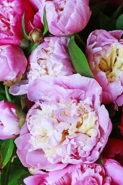 Pink peonies background. — Stock Photo, Image