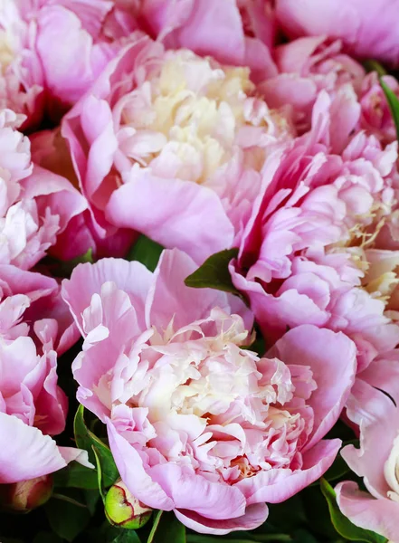 Peonie rosa sfondo . — Foto Stock