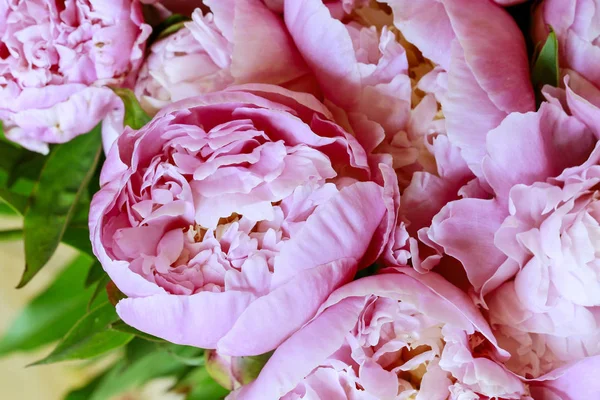 Roze pioenrozen achtergrond. — Stockfoto