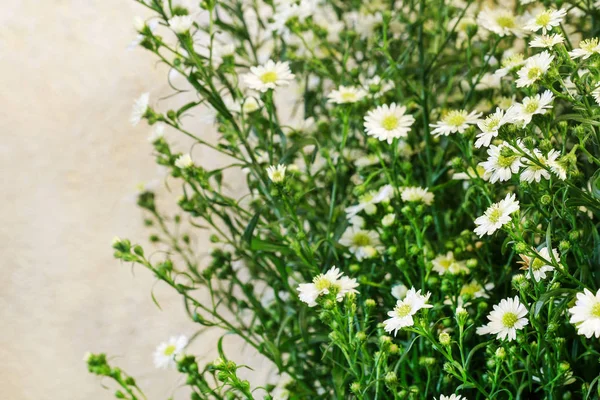 White chamomile background. — Stock Photo, Image