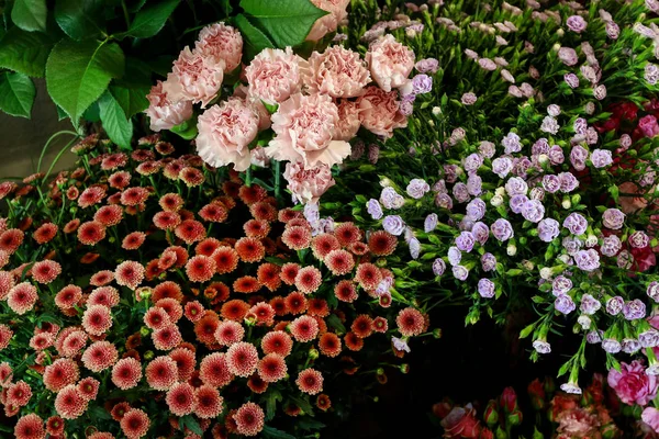 Blomma bakgrund med krysantemum Santini, nejlika och Dian — Stockfoto